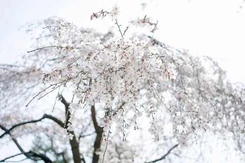 White cherry blossoms filling the frame against a pale sky in Kyoto.